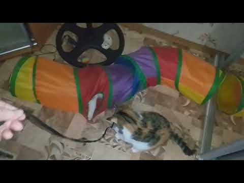 Видео: ОБЕД В КАФЕ "ПОД ТОПОЛЕМ"!🌳🥩ПРИДУМАЛА ,КАК ГРЕТЬ СТЕШУ!👀😺У НАС БЛЭКАУТ!💡🛸