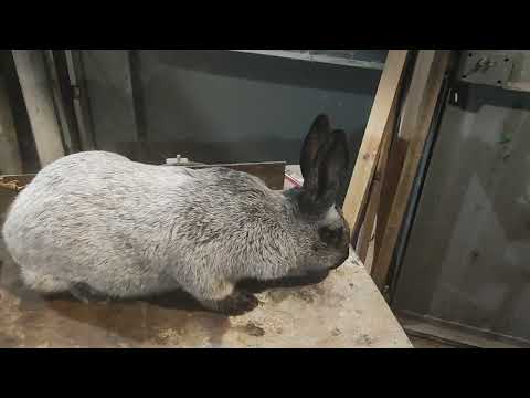 Видео: Кролики Полтавское серебро