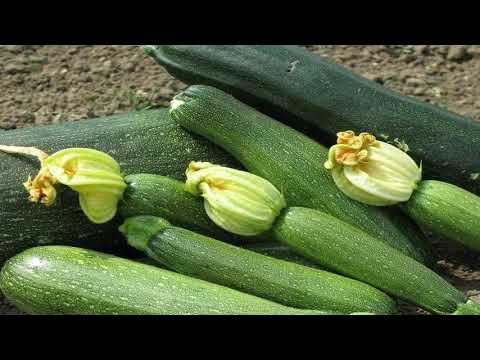 Видео: УХОД за КАБАЧКАМИ в ОТКРЫТОМ ГРУНТЕ ЛЕТОМ