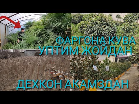 Видео: ПАЛМА КУЧАТЛАР МАНЗАРАЛИГ ДАРХЛАРИ УПТИМ ЖОЙДАН ФАРГОНА КУВА ДЕХКОН АКАМЗДАН