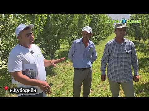 Видео: ☝️Тайёрӣ ба зимистон дар боғ🌳 Ҳосили баланд ва босифат мехоҳед? Ҳоло вақти он аст 🍎🍐🍑🍏#agroolamtj 