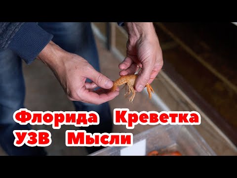 Видео: Флоридский рак. Креветка Розенберга. Про УЗВ. Мысли в слух.