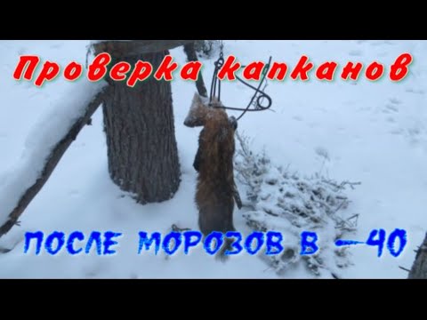 Видео: Морозы отпустили пробежал по путику капканами КА-2 результат порадовал завёлся спец ворует приваду