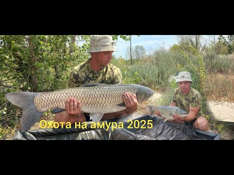 Видео: Ловля амура на реке Дон 2025