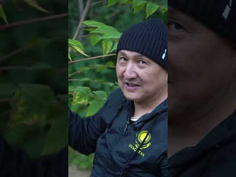 Видео: ЖАЯУ ЖҮРУ МЕН ЖҮГІРУДІҢ ПАЙДАСЫ
