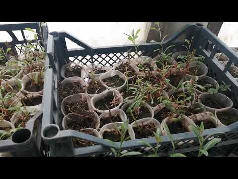 Видео: ГАУРА розовая укоренилась🌱. Черенкуем снова✂️. Обзор маточников.