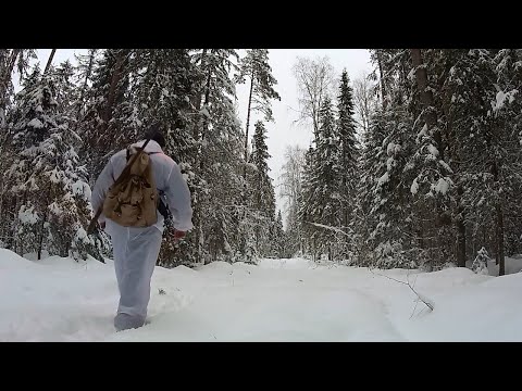 Видео: Охота на зайца с эстонской гончей 2019 или зайцы ушли на дальний кордон