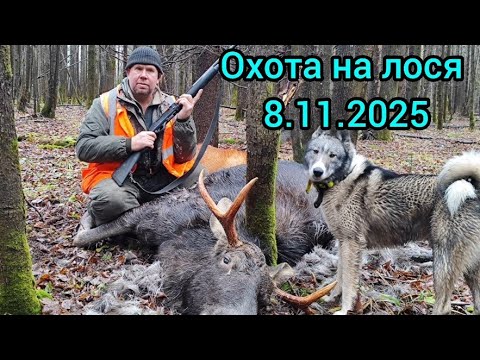 Видео: Охота на лося 8.11.2025