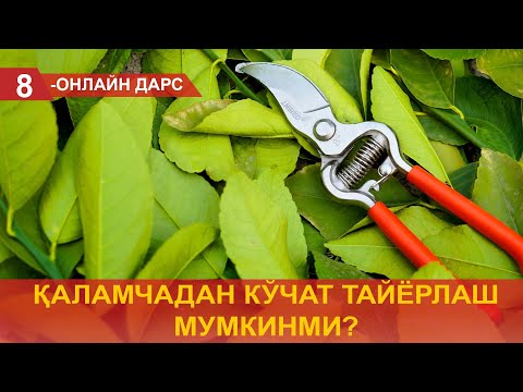 Видео: Қаламчадан кўчат тайёрлаш мумкинми?