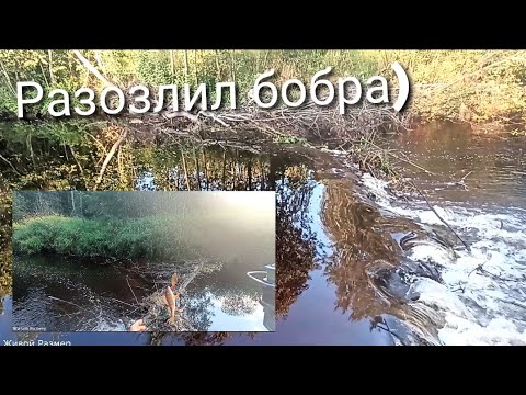 Видео: Разозлил бобра не на шутку) Разобрал плотину бобра