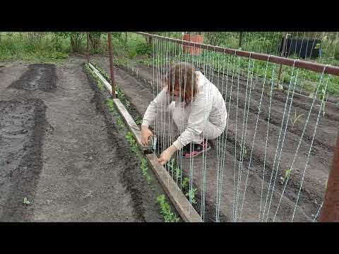 Видео: Как подвязать горох и получить шикарный урожай