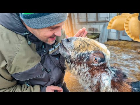 Видео: Вывезли козу с хутора. Диагноз был неверный .Вот вареники мы и готовить и кушать точно умеем.