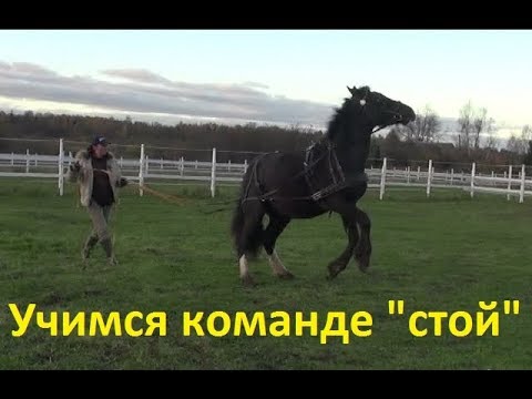 Видео: Учимся команде "стой" и "стоим" на вожжах. Про тяжиков!