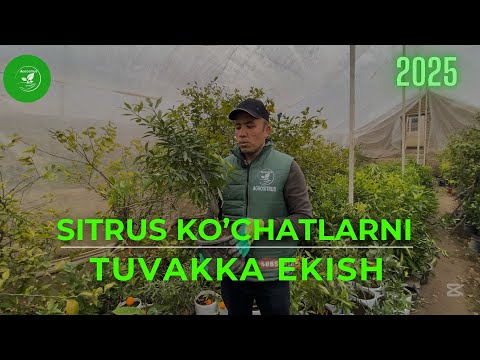Видео: Цитрус кўчатларни тувакка экиш | Sitrus ko'chatlarni tuvakka ekish
