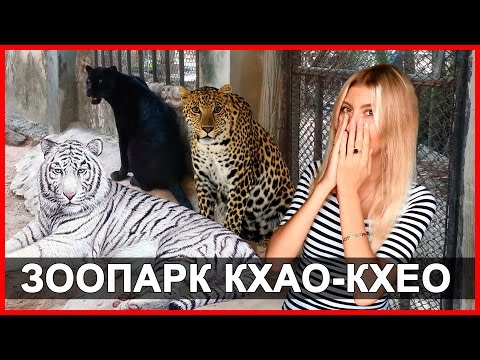 Видео: ЗООПАРК КХАО-КХЕО - БЕЛЫЙ ТИГР НА МЯСО | Khao Kheow Open Zoo в Паттайе ☼