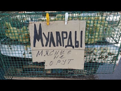 Видео: Простые будни в станице // Раздали щенков // Птичий рынок // Вечер на Кубани