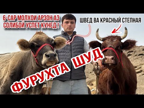 Видео: 6-САР МОЛХОИ ХЕЛЕ АРЗОН АЗ СОЛИБОЙ УСПЕТ КУНЕД 3 ноября 2025 г.