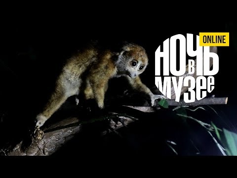 Видео: Ночь в музее: по ночной экспозиции с фонариком Игорь Фадеев