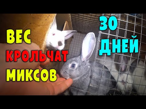 Видео: Вес крольчат в 30 дней у двух крольчих в одном маточнике!