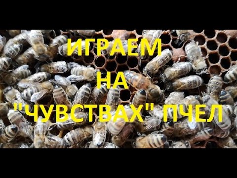 Видео: Создание условий для наилучшего приема "важных" маток.