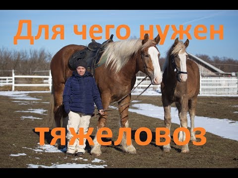 Видео: Тяжеловозы. Отличие от верховых лошадей.