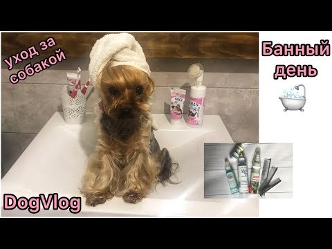 Видео: DogVlog: Банный день🛁 Расчёсывание| Чистим зубы