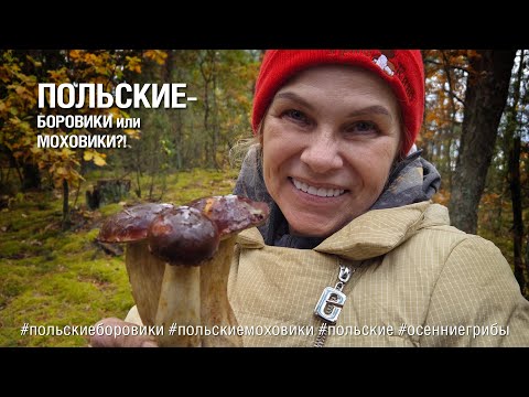 Видео: ПОЛЬСКИЕ - БОРОВИКИ или МОХОВИКИ?!
