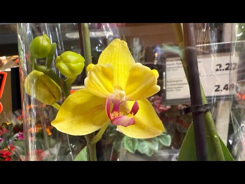 Видео: Прекрасные Орхидеи в Kaufland.Орхидея Бабочка. Wunderschöne Orchideen im Kaufland.