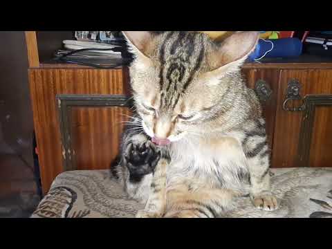 Видео: Дашка желает снематся в новом канале патписатесь на дашка