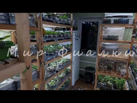 Видео: 🔝👍🏻 Общий фитильный полив + прогулка по стеллажам