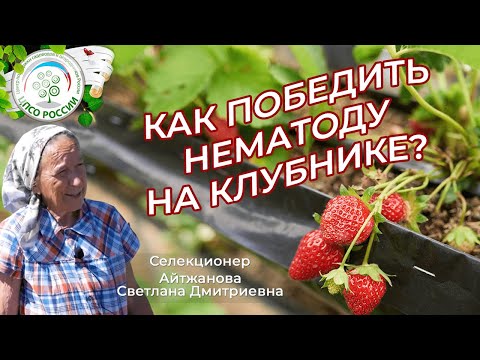 Видео: Как бороться с нематодой на клубнике. Почему сохнут кусты клубники, земляники.