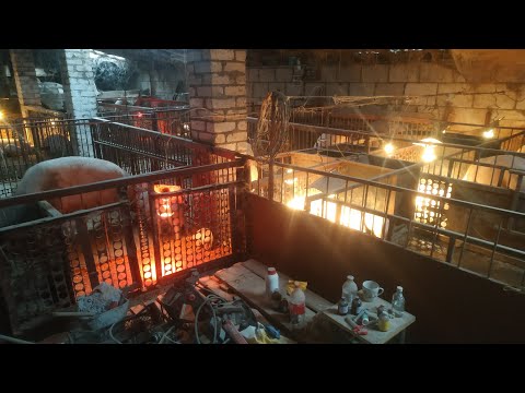 Видео: Как я содержу свиней. Свиноводство в моем понимании. Проблемы со сбытом поросят.