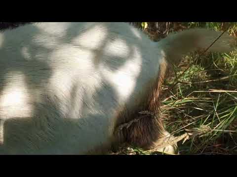 Видео: Відповідаю на коментар 