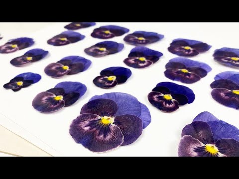 Видео: АНЮТИНЫ ГЛАЗКИ ❤️ СУХОЦВЕТЫ ❤️ PANSIES || PRESSED FLOWERS