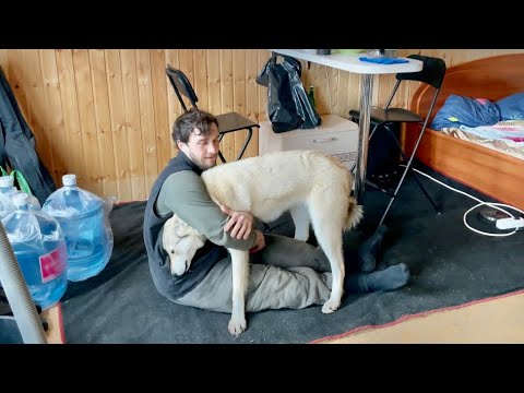 Видео: Идеальный жених для Волэнда Луйи⁉️Контрольное взвешивание волчат❗️