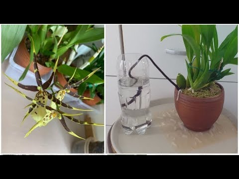 Видео: #ПОЛИВ_орхидей при помощи ФИТИЛЯ  🔥 БРАССИЯ, паучок из мира орхидей