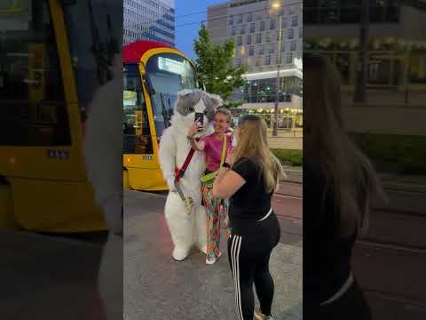 Видео: Дай Дарогу! Кот