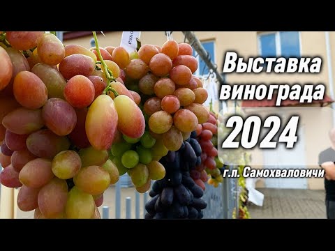 Видео: Выставка винограда в г.п. Самохваловичи 2024