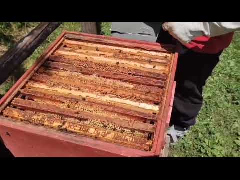 Видео: Горная пасека, идёт взяток.🏔️