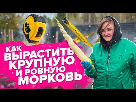 Видео: МОРКОВЬ ОСЕНЬЮ. СОБИРАЕМ УРОЖАЙ! ДЕЛИМСЯ СЕКРЕТАМИ КРУПНОЙ и РОВНОЙ МОРКОВИ