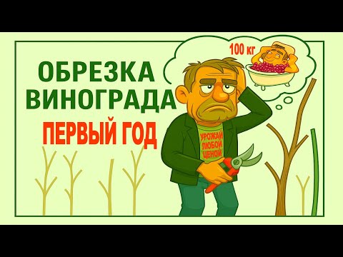 Видео: 🍇 Даже не думай об этом КОГДА ОБРЕЗАЕШЬ ВИНОГРАД в ПЕРВЫЙ ГОД. Три глазка… четыре... или пять?!