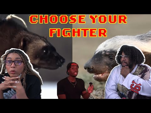 Видео: Casual Geographic: Росомаха против Медоеда!