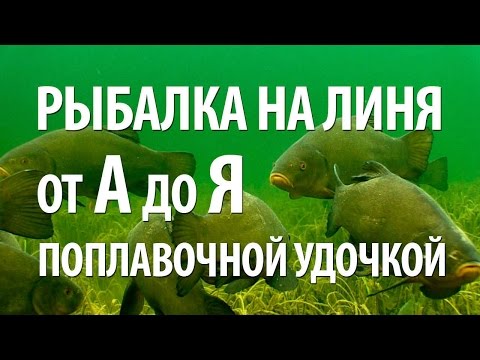 Видео: РЫБА ЛИНЬ на ПОПЛАВОЧНУЮ УДОЧКУ - ОСОБЕННОСТИ РЫБАЛКИ на ЛИНЯ