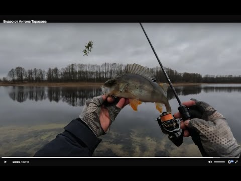 Видео: ОСЕННИЙ ЖОР ОКУНЯ! КАК ОНИ ЗАГИБАЮТ, ПЕСНЯ! Рыбалка на СПИННИНГ! МИКРО-ДЖИГ ОСЕНЬЮ ТЕМА!