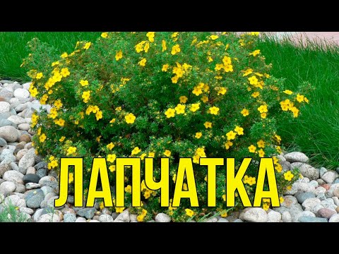 Видео: 5 минут — и Клумба с ЛАПЧАТКОЙ как у Профи