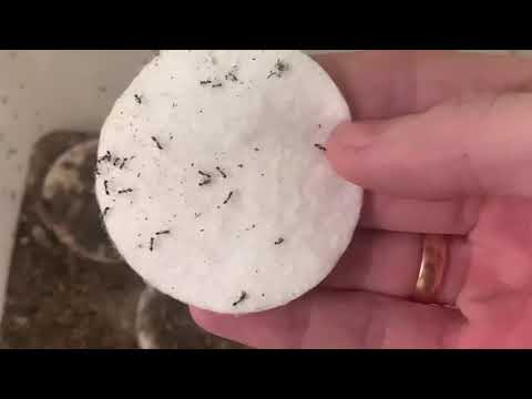 Видео: Уборка на арене у Соленопсис гемината  Solenopsis geminata (огненный муравей) Ты горишь как в агонии