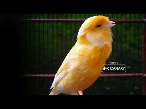 Видео: Дрессировка канареек: СУПЕР ЧИСТЫЕ звуки для птицы-чемпиона ❗