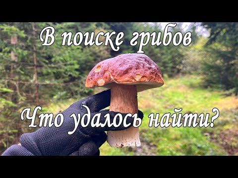 Видео: Сколько грибов можно найти за один день?