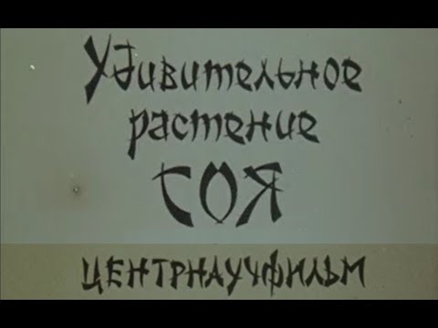 Видео: Удивительное растение соя