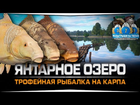 Видео: Янтарное озеро • Ловля Карпов • Русская Рыбалка 4